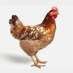 chicken kurdish