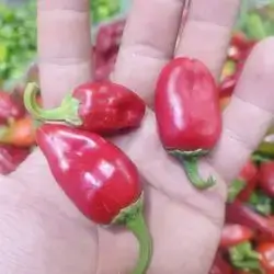 Red Cherry Pepper