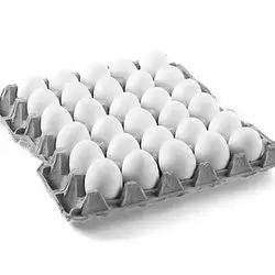 a layer of eggs