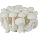 White Bunashimeji Mushroom