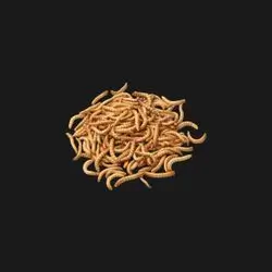 Live Mealworms 50g