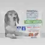 Special Dog Excellence