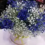 Circular Box, Gypsophila Flowers, Colors