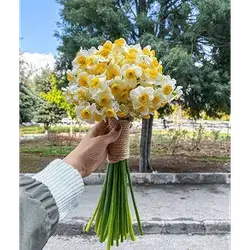 Daffodils Bouquet 20 Flowers