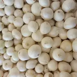 Round White Onion