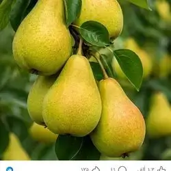Pear