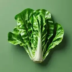 French Lettuce