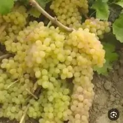 White Grape