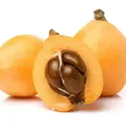 Loquat