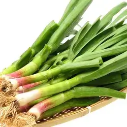 Green Garlic