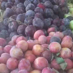 Plum