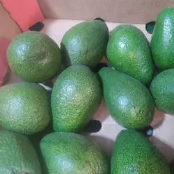 Avocado