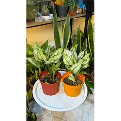 Large Columnea