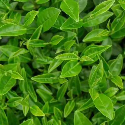 زەیتی داری چا