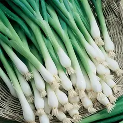 Green Onion
