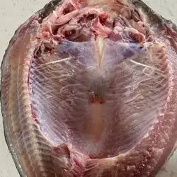 Alive Fish