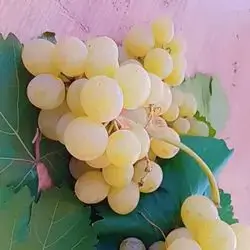 Yellow Grapes