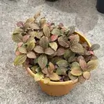 Photinia 