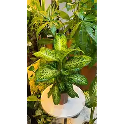 Dieffenbachia (Large)