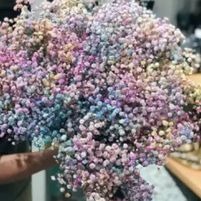Gypsophila Mixed Colors