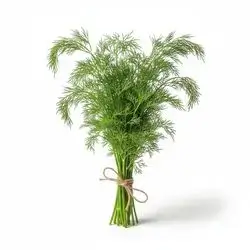 Dill