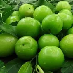 Green Palm Fruit