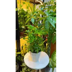 Schefflera Aralia (Large)