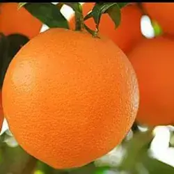 Iraqian Orange
