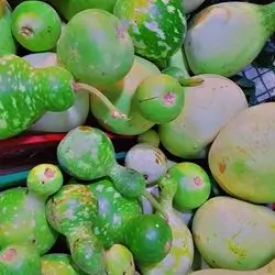 Gourd
