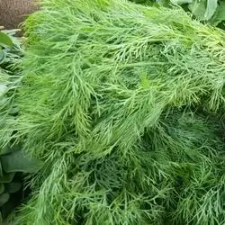 Dill
