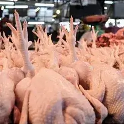 Half Kilo Of Chicken Slaughtered And Cleaned
