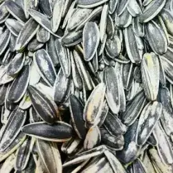 Sunflower Seeds