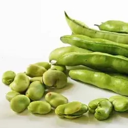 Broad Bean
