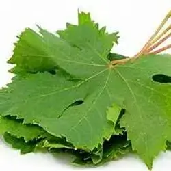 Grape Leaves