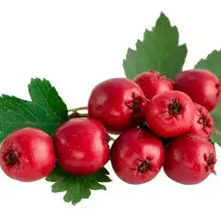 Local Hawthorn