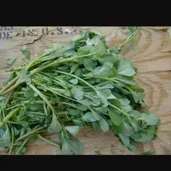 Wisdom plant