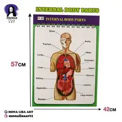 Internal Body Parts 42x57
