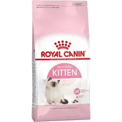 Kitten