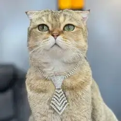Pet Rhinestone Collar 3 Sizes