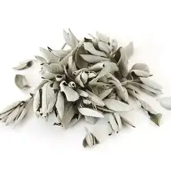 Jaada