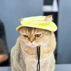 Pet Hat Mix Colors 3 Sizes