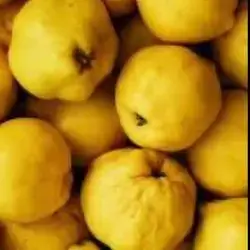 Quince
