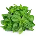 Basil