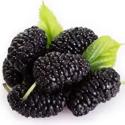 Black Mulberry