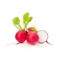 Radish 1 Pcs