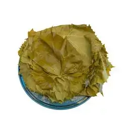 Abn paper