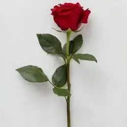 Single Flower - Red