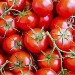 Tomatoes