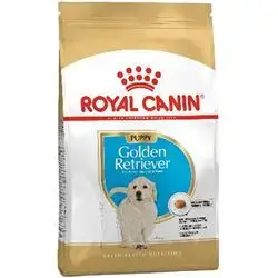 Golden Retriever Puppy 12 Kg