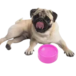 Plastic Bowl